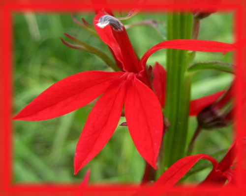 Cardinal Flower Flower Essence - Nature's Remedies