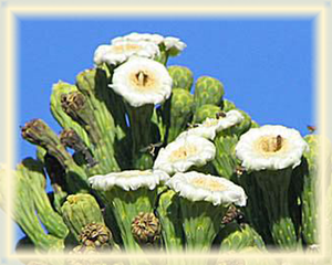 Cardon Cactus Flower Essence - Nature's Remedies