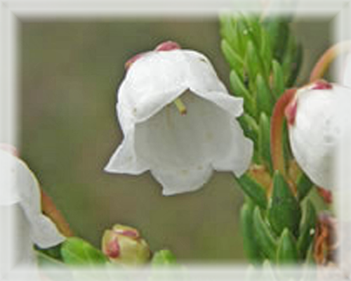 Cassiope Flower Essence - Nature's Remedies