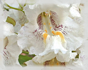 Catalpa Flower Essence - Nature's Remedies