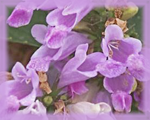 Catmint Flower Essence - Nature's Remedies