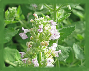 Catnip Flower Essence - Nature's Remedies