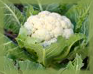Cauliflower Flower Essence - Nature's Remedies