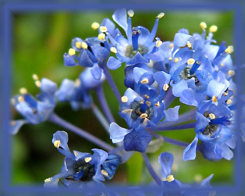 Ceanothus Flower Essence - Nature's Remedies