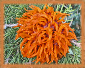 Cedar Apple Rust Flower Essence - Nature's Remedies