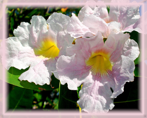 Cedar Flower Essence - Nature's Remedies