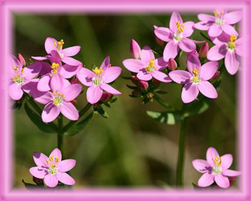 Centaury Flower Essence - Nature's Remedies