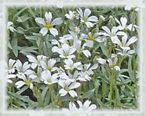 Cerastium 'Snow in Summer' Flower Essence - Nature's Remedies