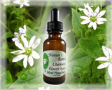 Chickweed Flower Essence - Nature's Remedies