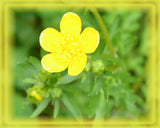 Bulbous Buttercup Flower Essence - Nature's Remedies