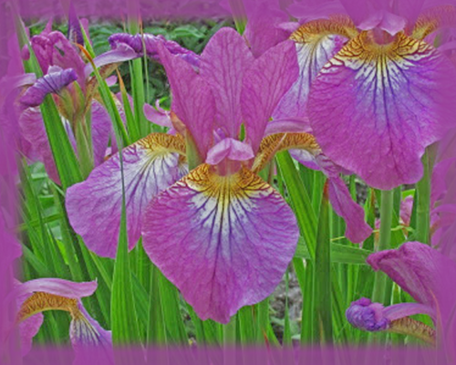 Carrie Lee Iris Flower Essence - Nature's Remedies