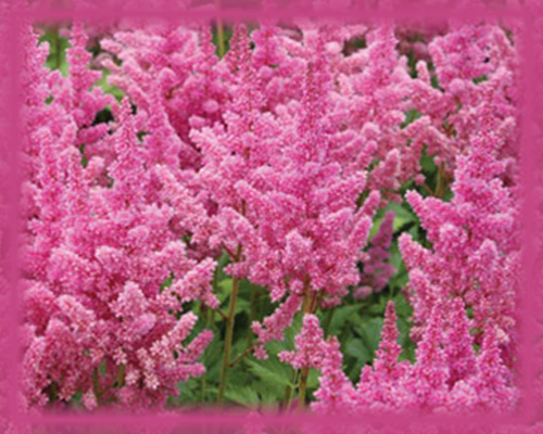 Pink Astilbe Flower Essence - Nature's Remedies